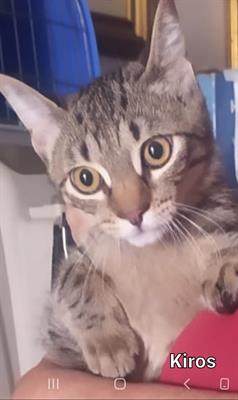 5 Micetti in cerca di Amore, color dell - Foto 6