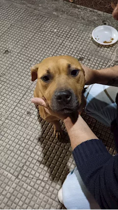 Shana dolcissima cucciola - Anteprima 1