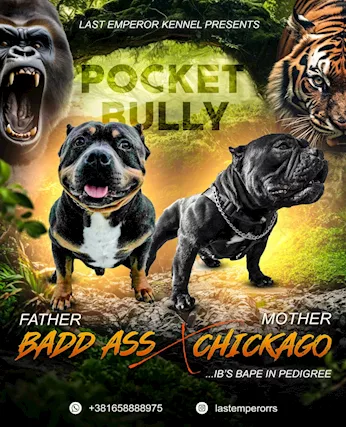 Pocket Micro American Bully cuccioli