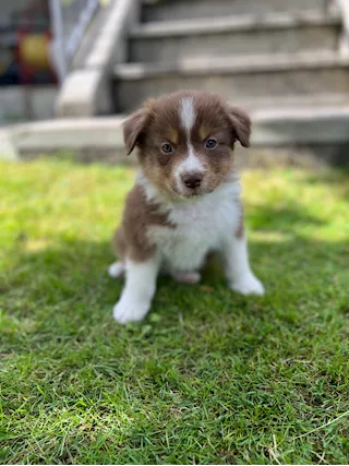 Cuccioli di Razza Pastore Australiano - Foto 5