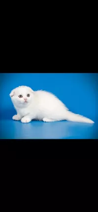 Cuccioli scottish fold