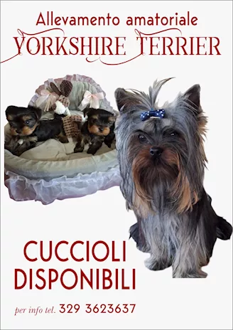 Yorkshire Terrier