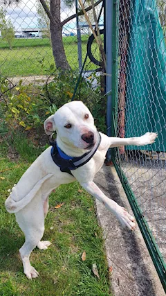 Sheeva 2 anni mix molossina bianca