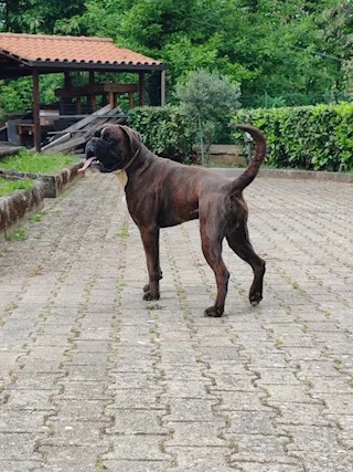 Accoppiamento boxer maschio