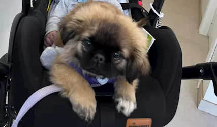 Sissi cagnolina pechinese