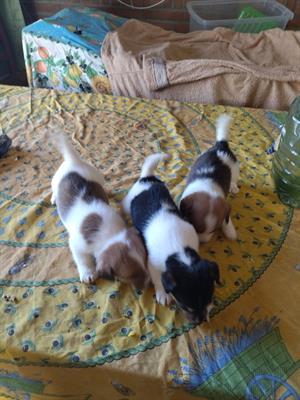 3 cuccioli 1 femmina 2 maschi
