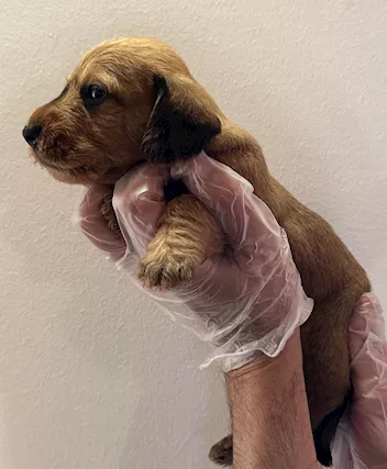Bassotto pelo duro cuccioli - Foto 4