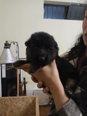 Cuccioli pastore tedesco