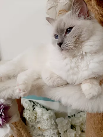 Piccoli Ragdoll in arrivo