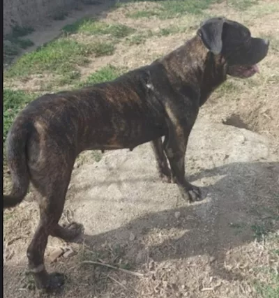 Mix molossa femmina giovane in box da 3 anni