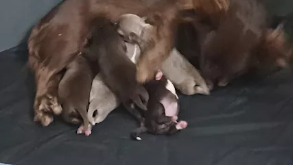Cuccioli Chihuahua