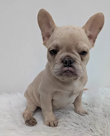 Bulldog Francese merle tan