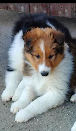 Cuccioli lassie