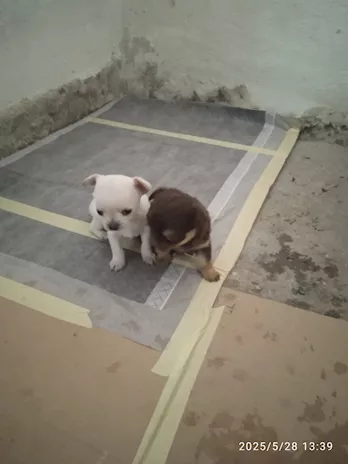 Chihuahua, genitori visibili - Foto 6