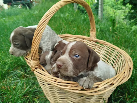 Cuccioli cane da tartufi