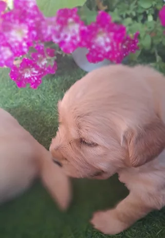 Splendidi Golden Retriever Angloamericani