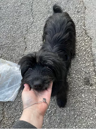 Pippo dolcissimo cagnolino simil maltese