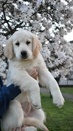 Golden Retriever cuccioli - Anteprima 1