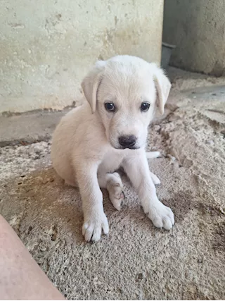 Eros ed Erica cuccioli simil labrador ma più belli, taglia media - Anteprima 1