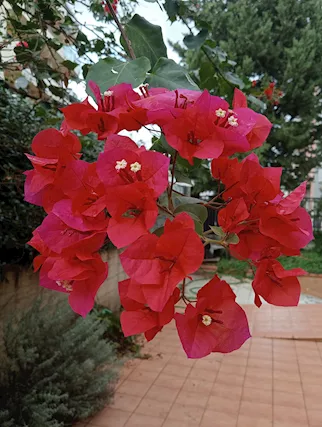 Sollievo alla solitudine
