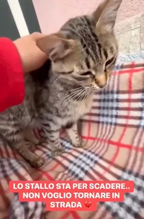 Tabata gattina tigrata dolcissima - Foto 4