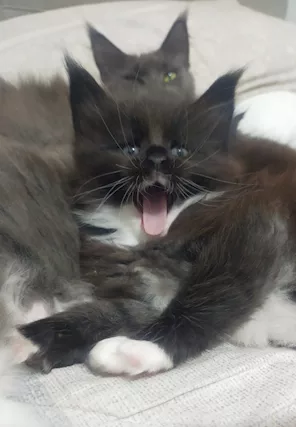 Maine coon
