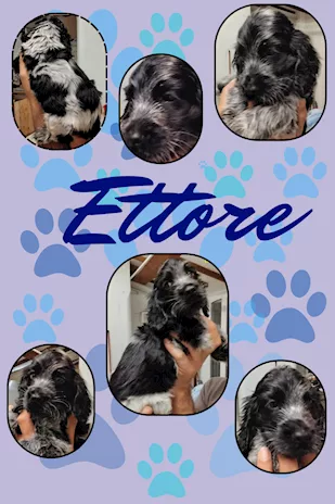 Cuccioli Cocker Spaniel Inglese blu roano
