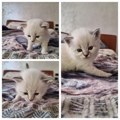 GATTINI RAZZA SIBERIANA IPOALLERGENICA