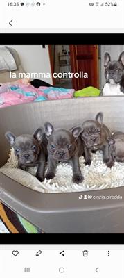 Bulldog francese