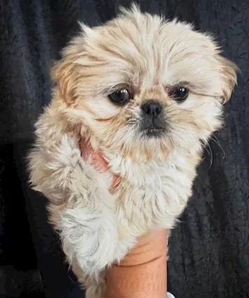 Bellissimi cuccioli di shih tzu giocattolo.