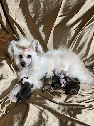 Cuccioli di Cane Crestato Cinese - Prenotazioni - Anteprima 1