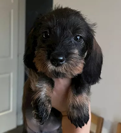 Cucciole Bassotto a pelo ruvido