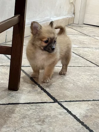 Cucciolo di Pomeriana