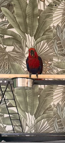 Ecletto Femmina (Eclectus roratus) allevata a mano - CITES - Anteprima 2
