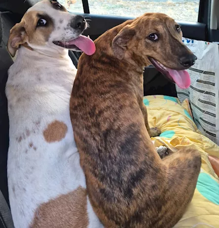 Giada 7 mesi e Gioia 6 mese, belle ma invisibili - Anteprima 2