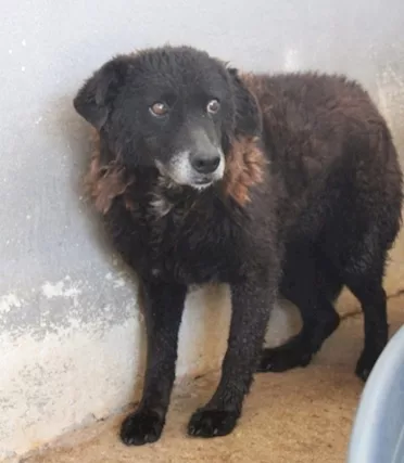 Nerina 10 Anni Cieca in Canile Roma