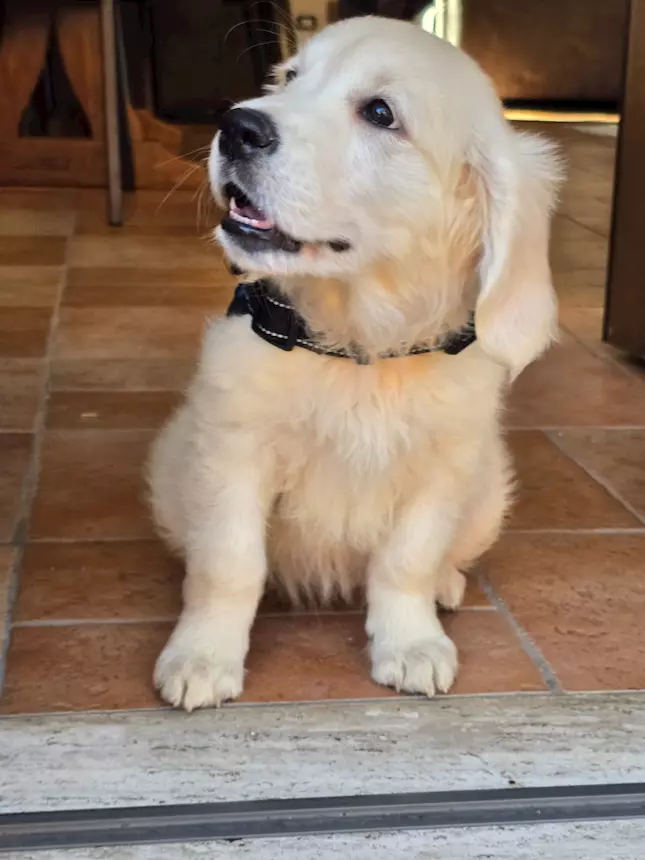 Cucciola Razza Golden Retriever