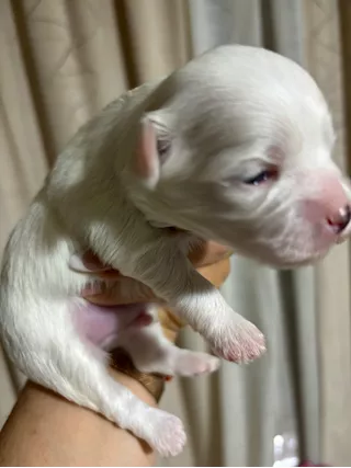 Cuccioli di maltesi taglia piccola