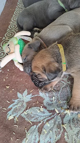 Cane Corso Cuccioli - Anteprima 3