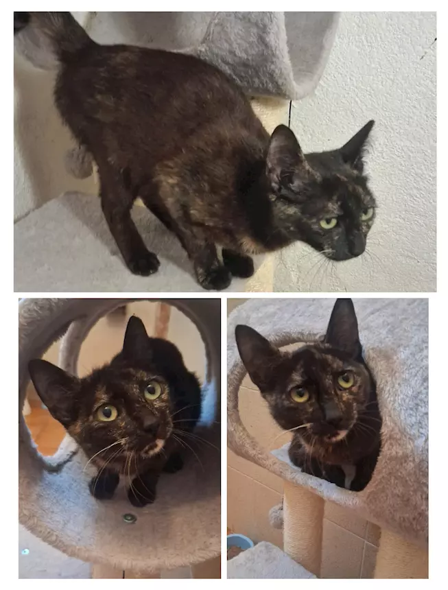 Foto 2 Gatti e gattini dolcissimi