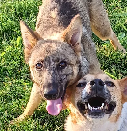 BOBB, fantastico cucciolone diversamente abile - Foto 4