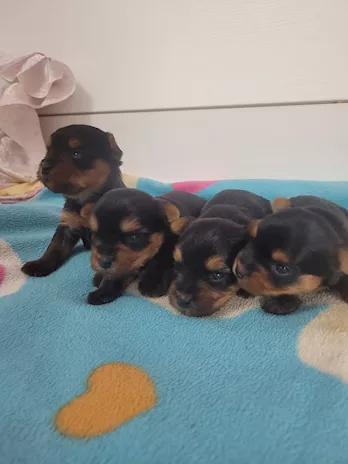 Cuccioli Yorkshire Terrier