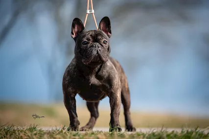 Bulldog francese femmina in vendita