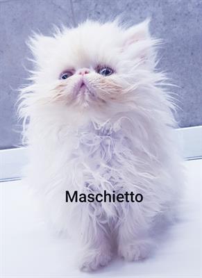 Persiano ipertipico bianco maschio