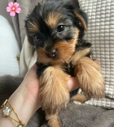 Cuccioli di Razza Yorkshire Terrier - Foto 3
