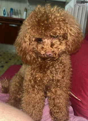 Simba cerca fidanzata - Foto 2