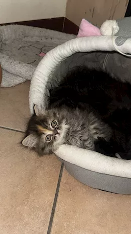 Cuccioli gattino persiano, genitori visibili - Foto 5