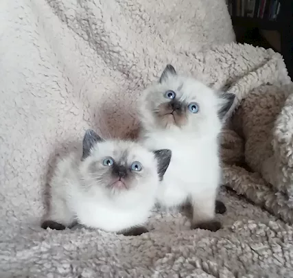 Vendo cuccioli di Razza Ragdoll nati in - Anteprima 1