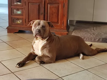 Splendido Amstaff cerca compagna - Foto 6