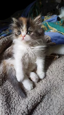 Cuccioli gattino persiano, genitori visibili - Foto 6